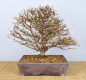 Preview: Bonsai Outdoor, Japanische Lärche (Larix kaempferi)